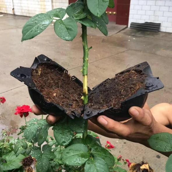 Plant root growth box