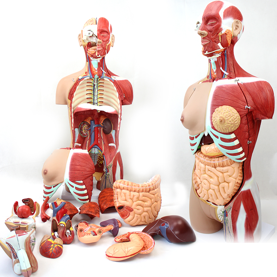 4D Anatomical Assembly Model of Human Organs