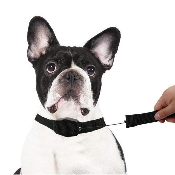 2 in 1 Dog Leash Collar