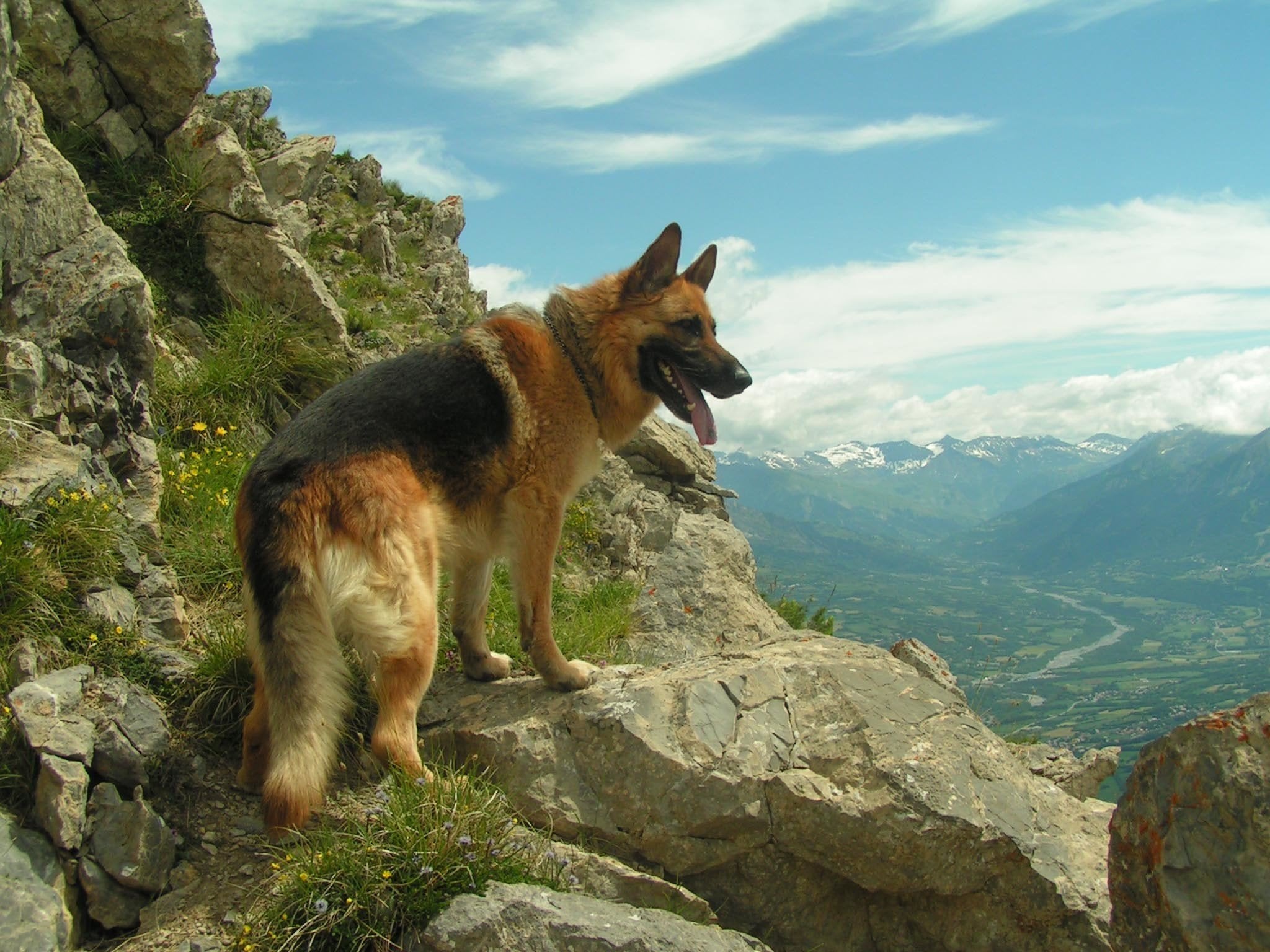 German Shepherd 1000-Piece Puzzle