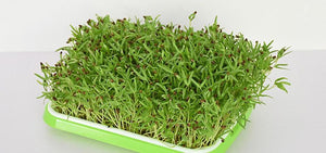 Double-layer Seedling Tray