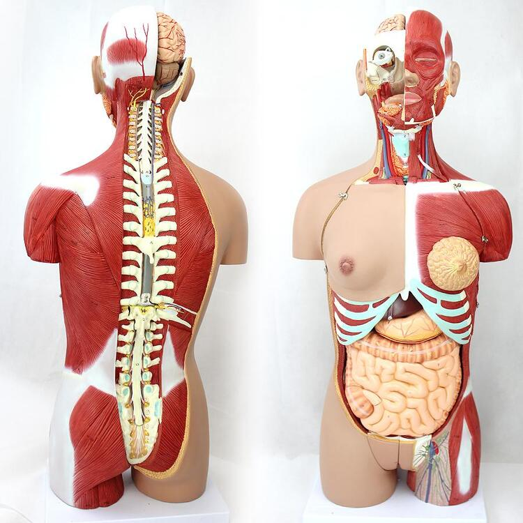 4D Anatomical Assembly Model of Human Organs