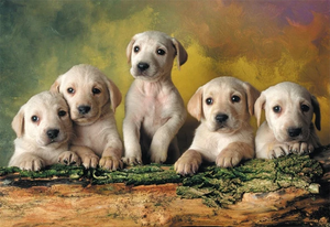 Pet Series Puzzle--Labrador 1000 Pieces（ All Items Shipped Within 1 Day）