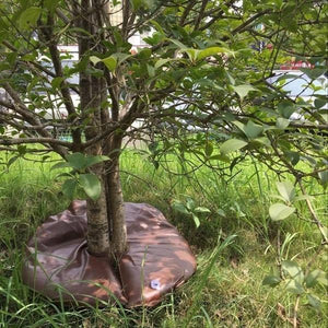 Plant Auto Watering Bag