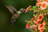 The bird Series Puzzle-Hummingbirds 1000 Pieces