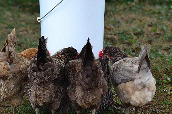 【Buy more save more】Horizontal Side Mount Chicken Waterer