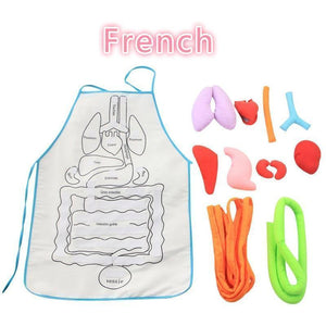 Anatomy Apron