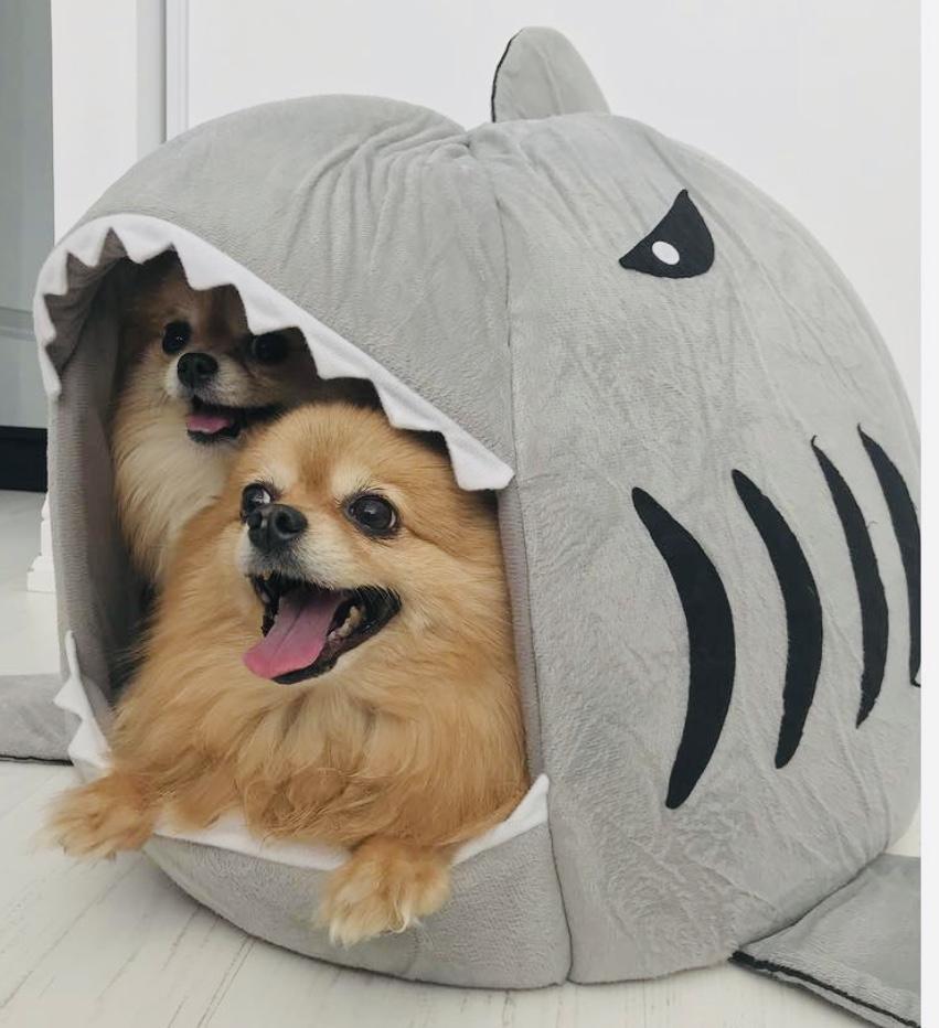 SharkyBed™