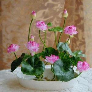 Premium Bonsai Lotus Flower Seeds