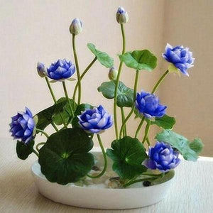 Premium Bonsai Lotus Flower Seeds